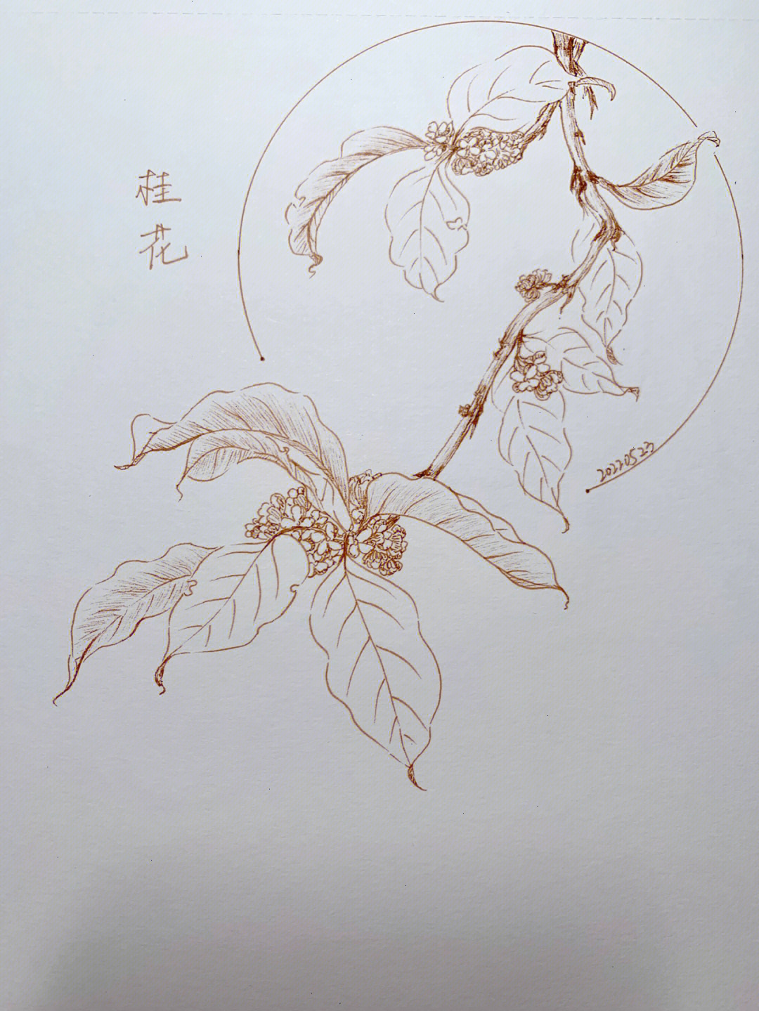 桂花花瓣画法图片