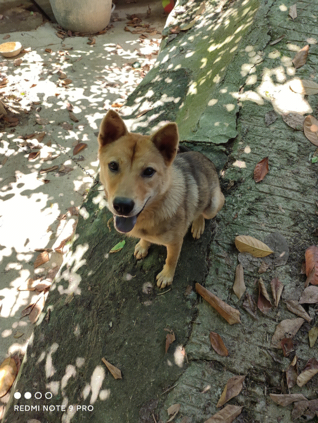 田园犬