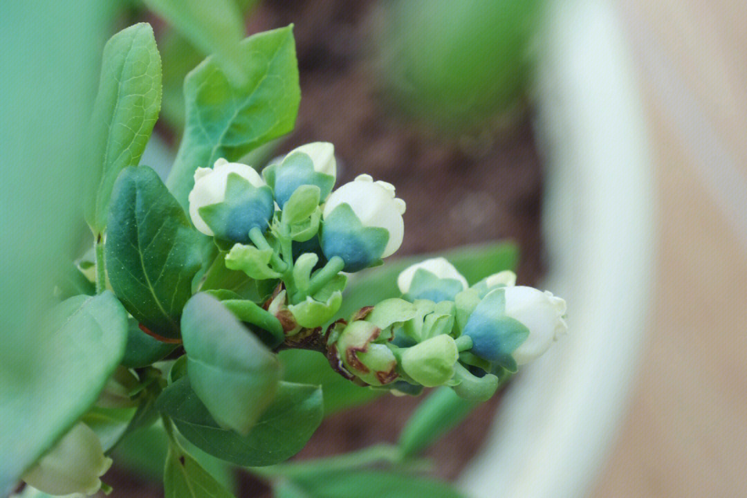 蓝莓几月份开花图片