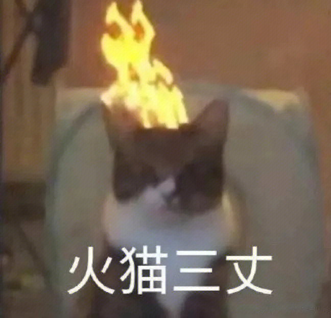猫表情包cnm燃起来了图片