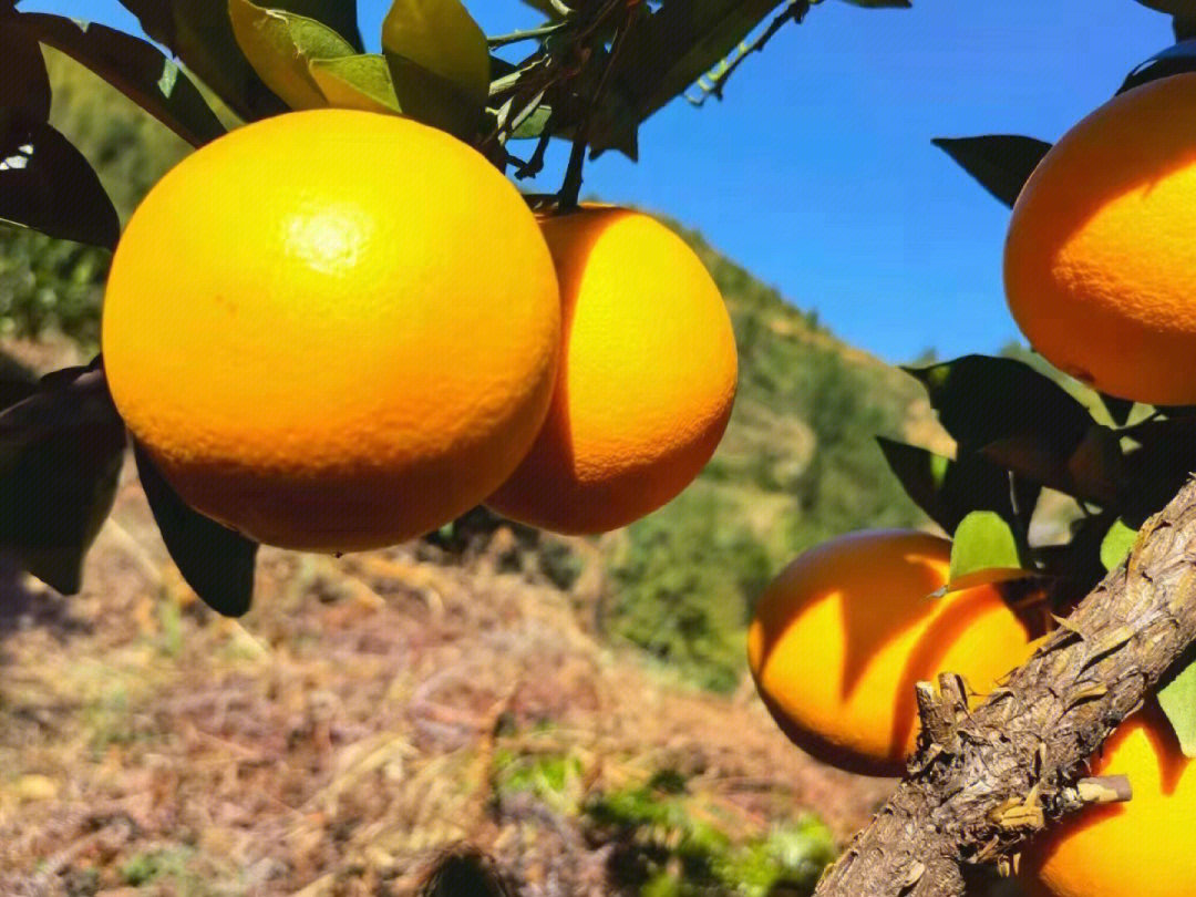 橙子能清除体内对健康有害的自由基,抑制肿瘤细胞的生长