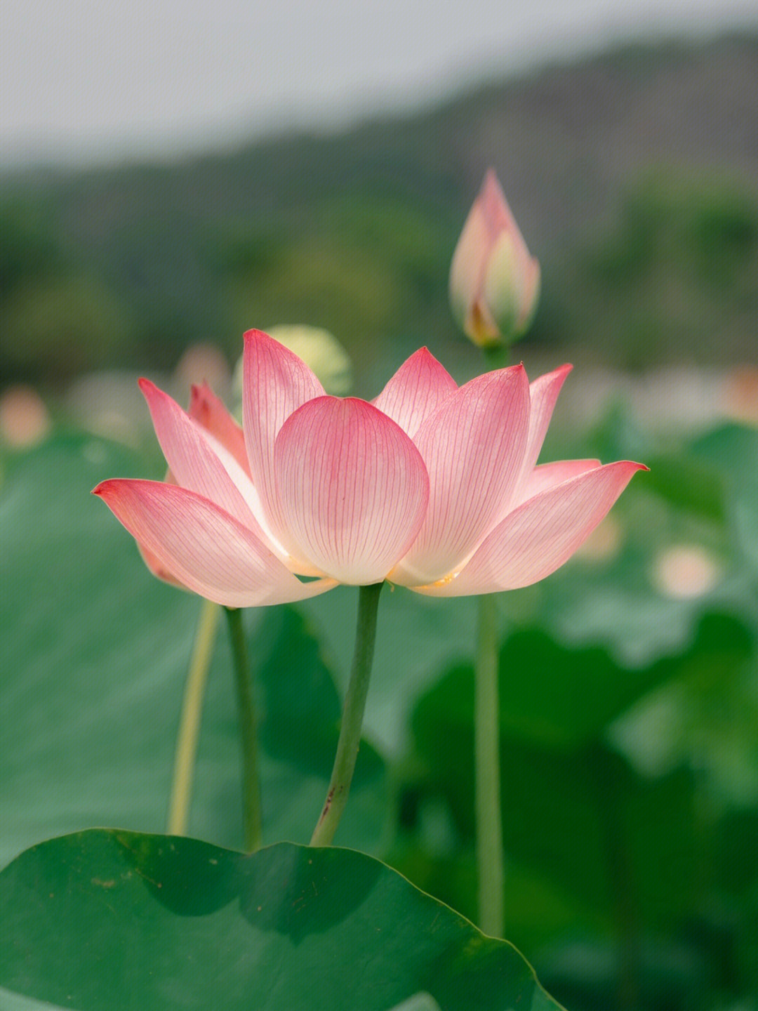 荷花什么时候开花季节图片