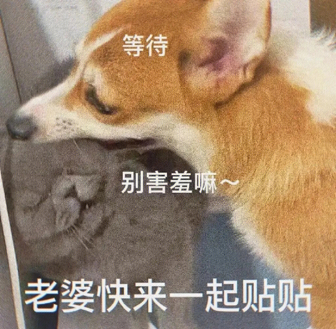 可爱表情包老婆快来一起贴贴