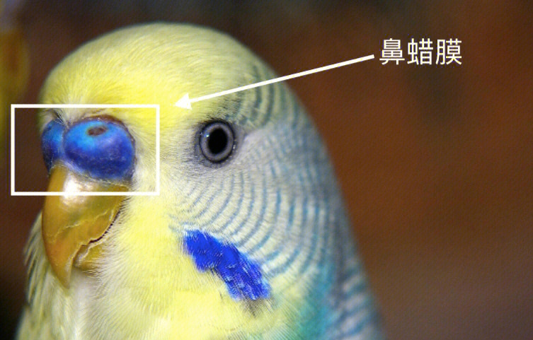 虎皮鹦鹉怎么区分公母图片