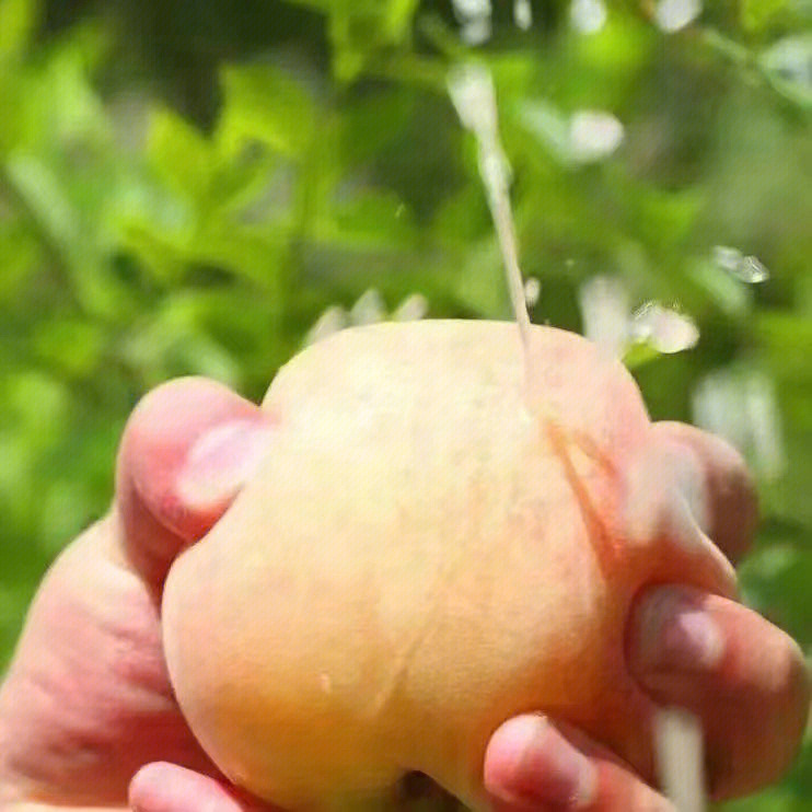 桃博士阳山水蜜桃图片