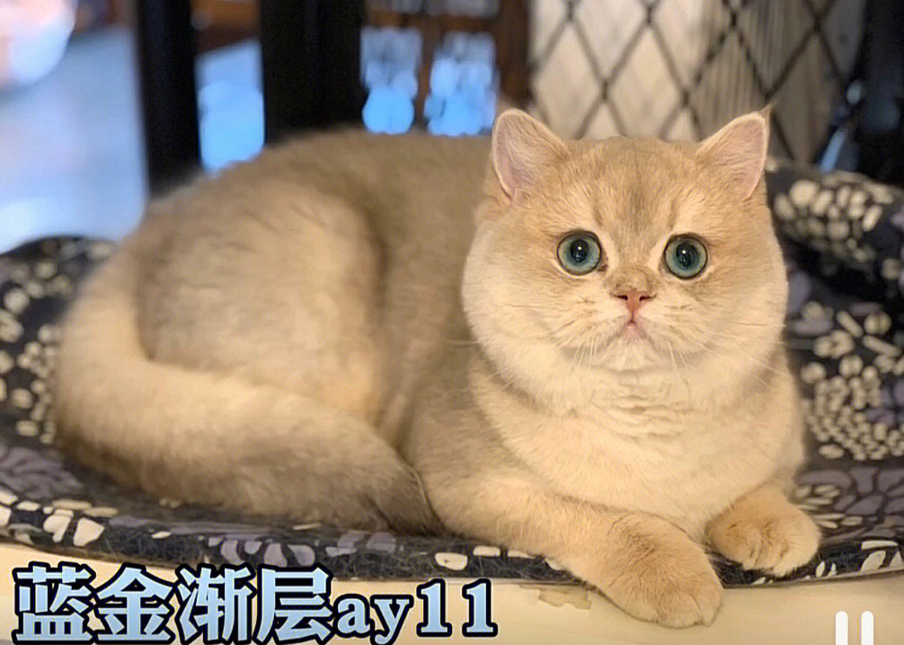 毛尖色为蓝色,现在蓝金渐层猫最为常见的是ay11色,ay12色,ay25色