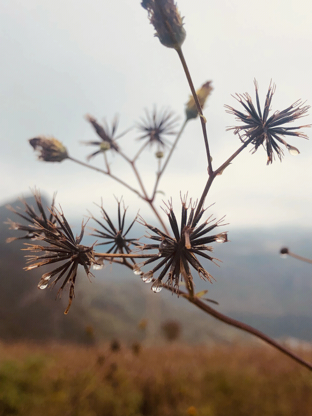 鬼针草