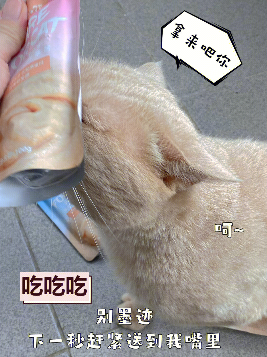 到底是什么肉酱,能让一只本来还在呼呼大睡的修猫突然疯狂?