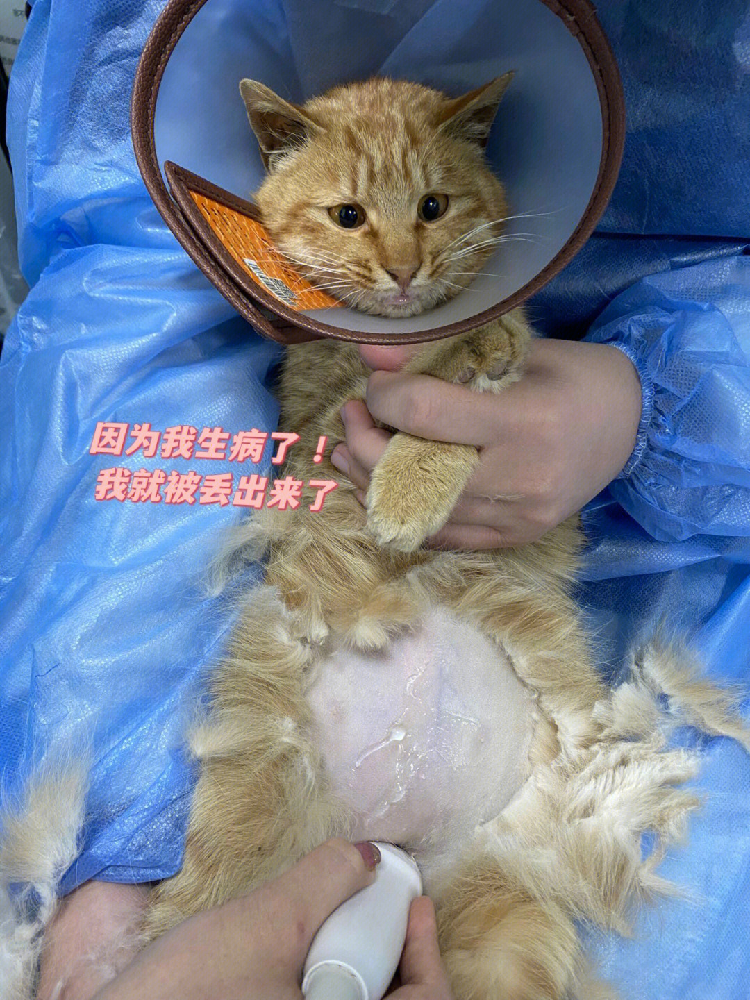 一只被遗弃的传腹猫