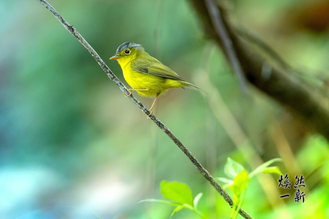 灰头鹟莺在《中国鸟类野外手册》编号1003(学名:phylloscopus xanthos