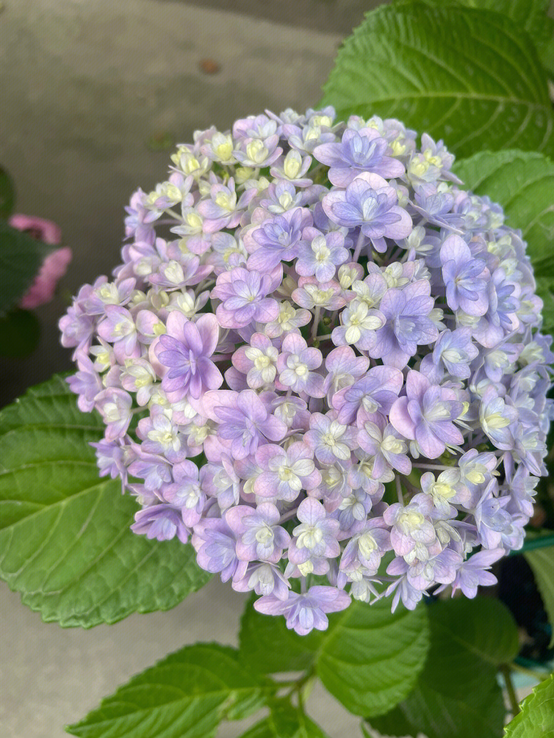 花手鞠绣球花优缺点图片