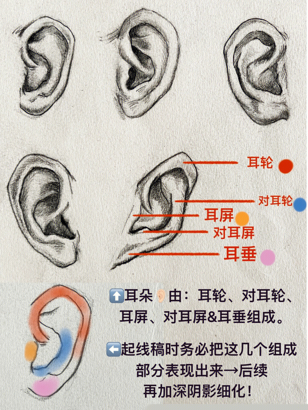耳朵后面的结构图图片