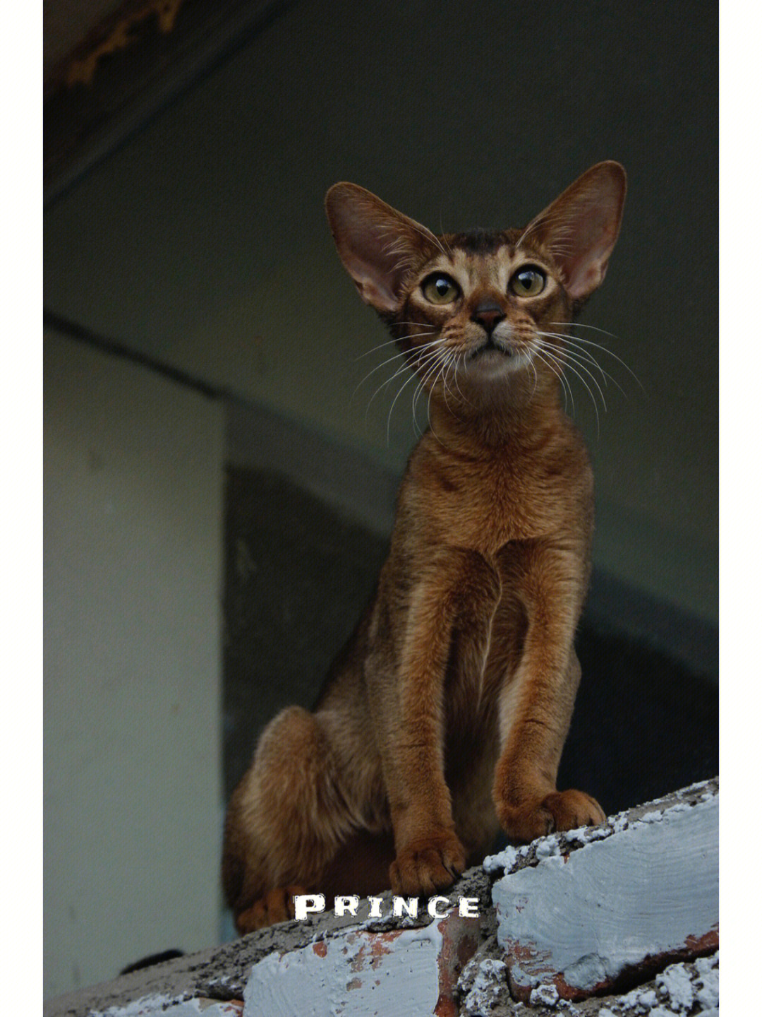 阿比西尼亚猫猫舍图片