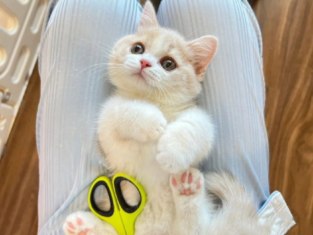 家养的矮脚乳白猫
