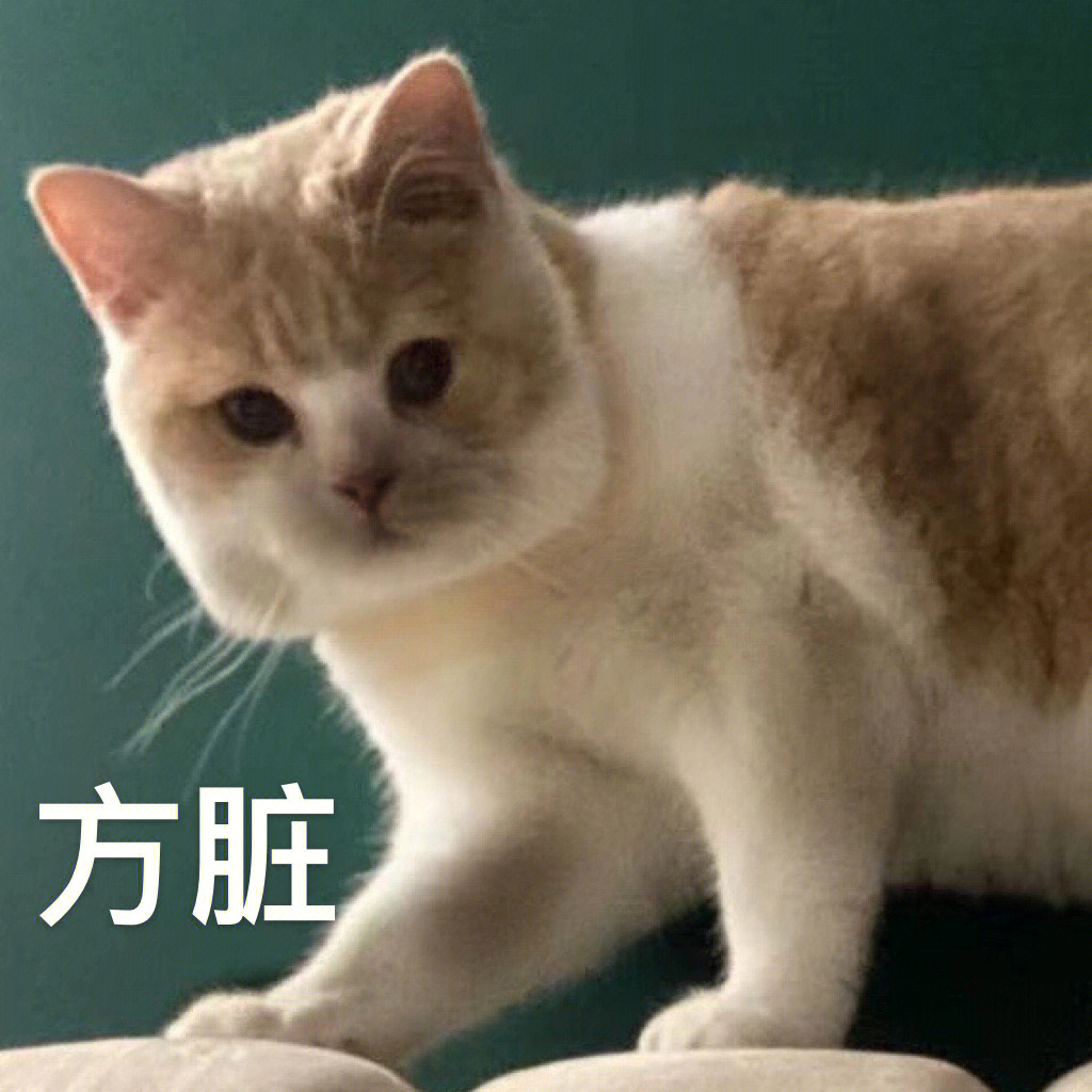 慌张猫咪表情包图片