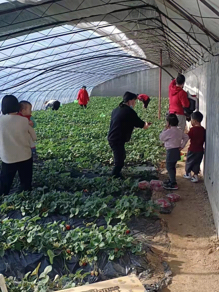 北京平谷自驾尝鲜头茬绿谷源尚草莓采摘园