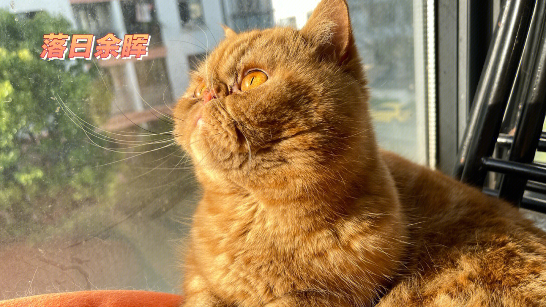 加菲猫日落图片
