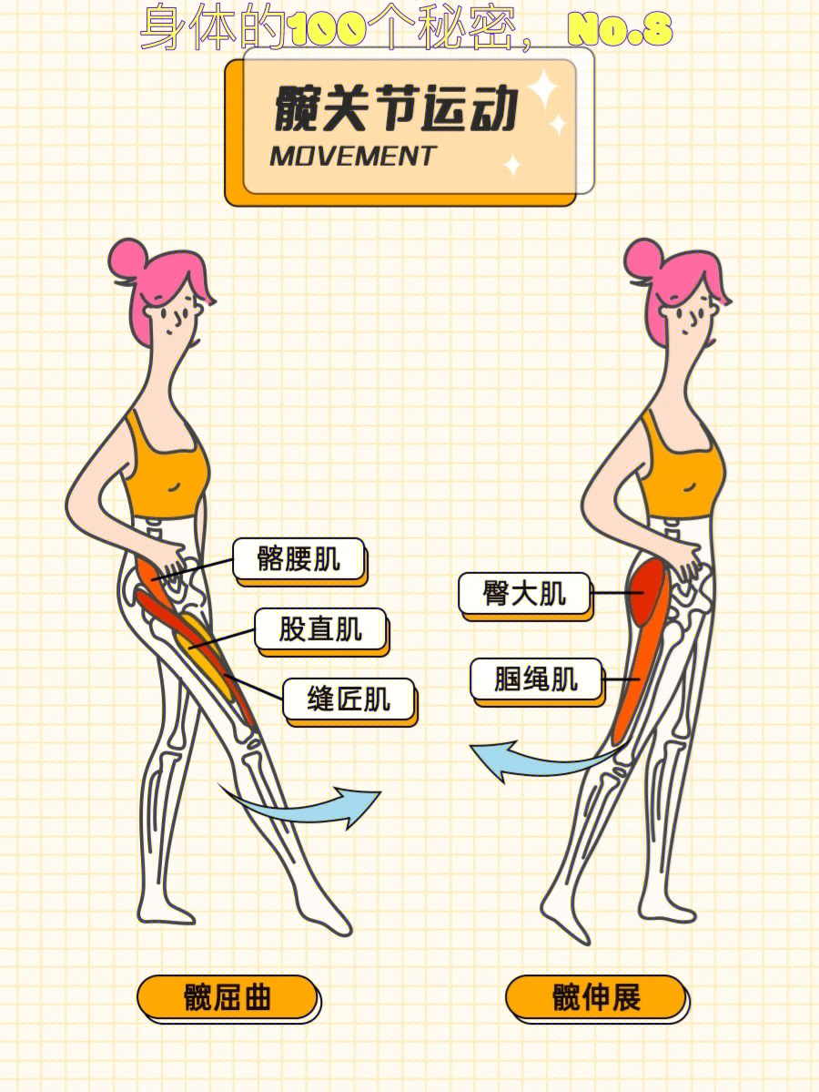 艾拉知识汇三张图掌握髋关节运动及原动肌