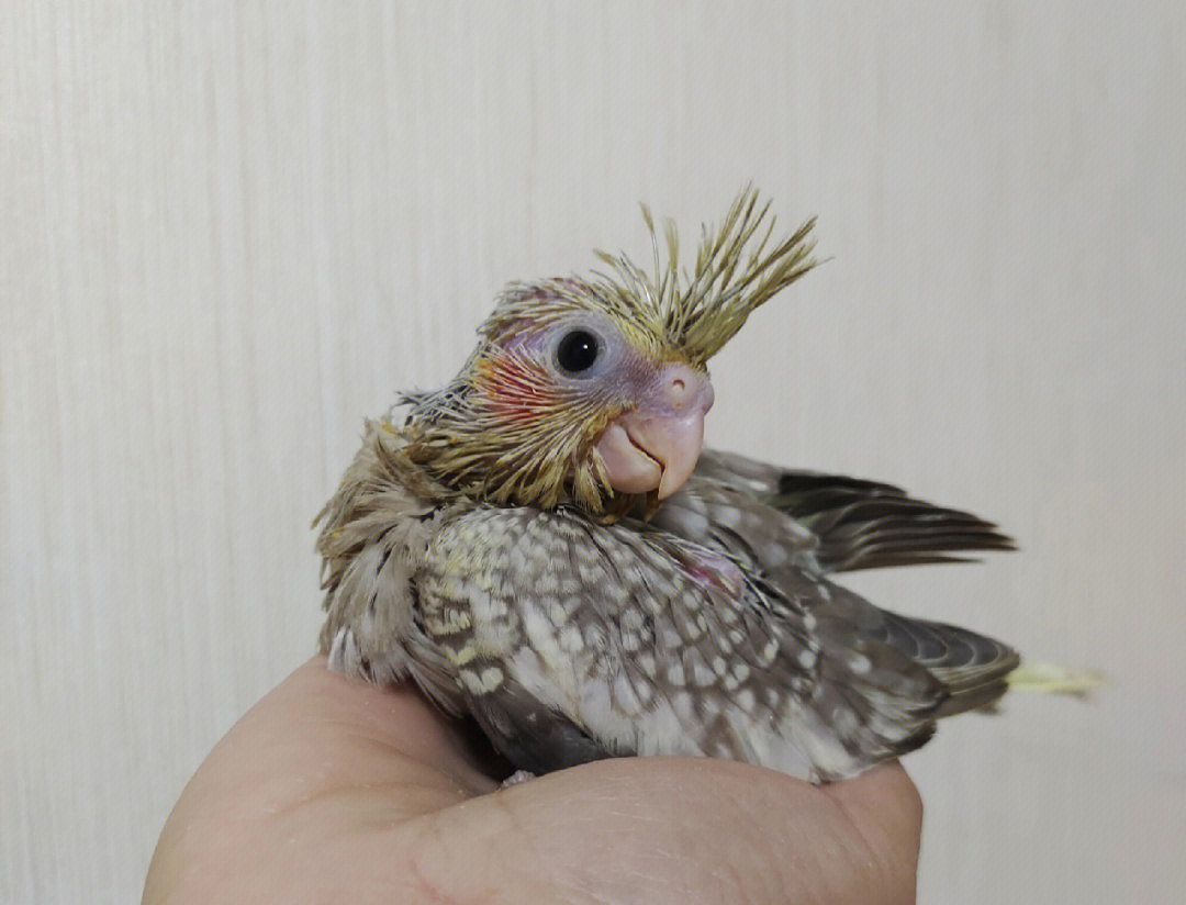 玄凤珍珠母鸟图片