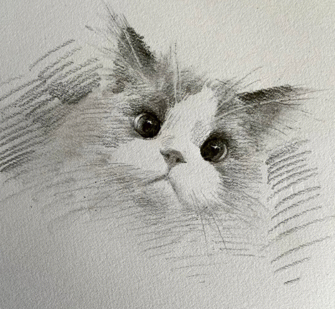 一眼就爱上超可爱布偶猫作画教程