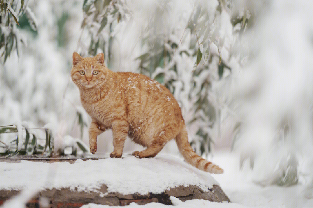 雪地里撒欢的橘猫