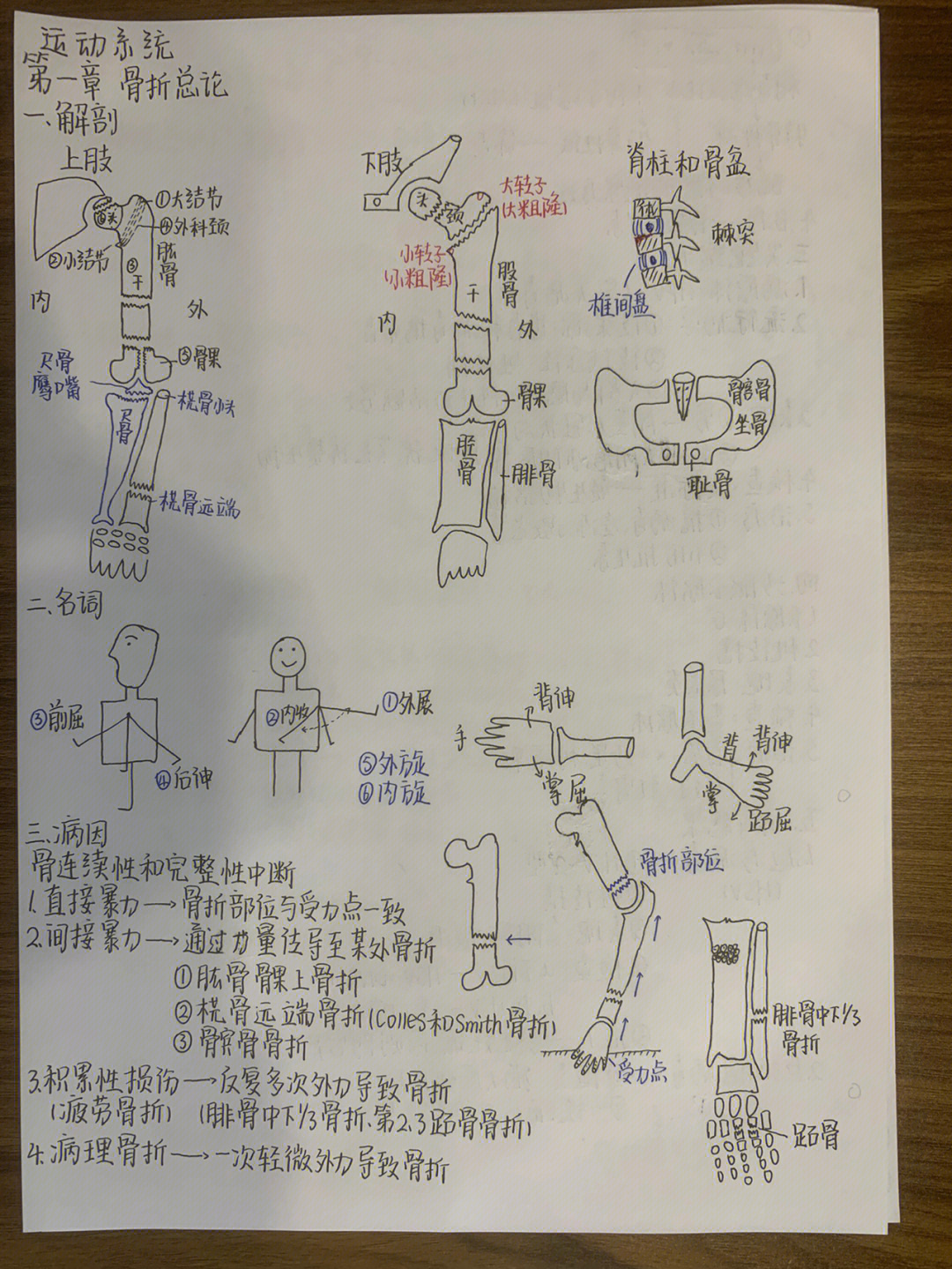 运动系统结构图简笔画图片