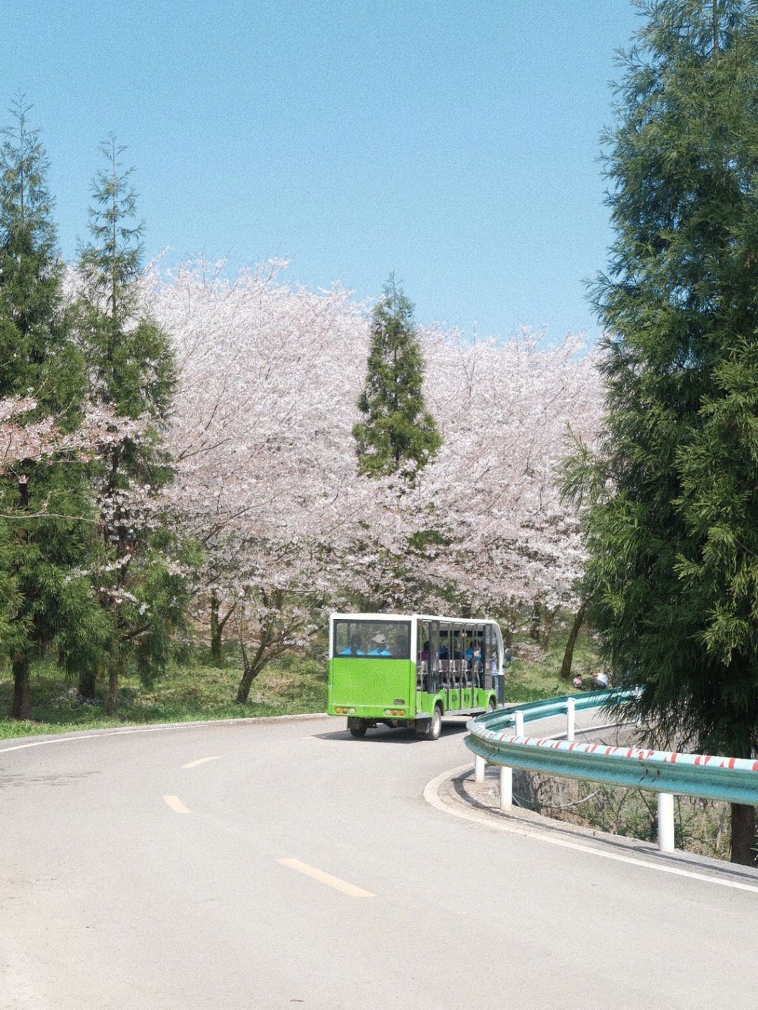 安顺樱花旅游景点图片