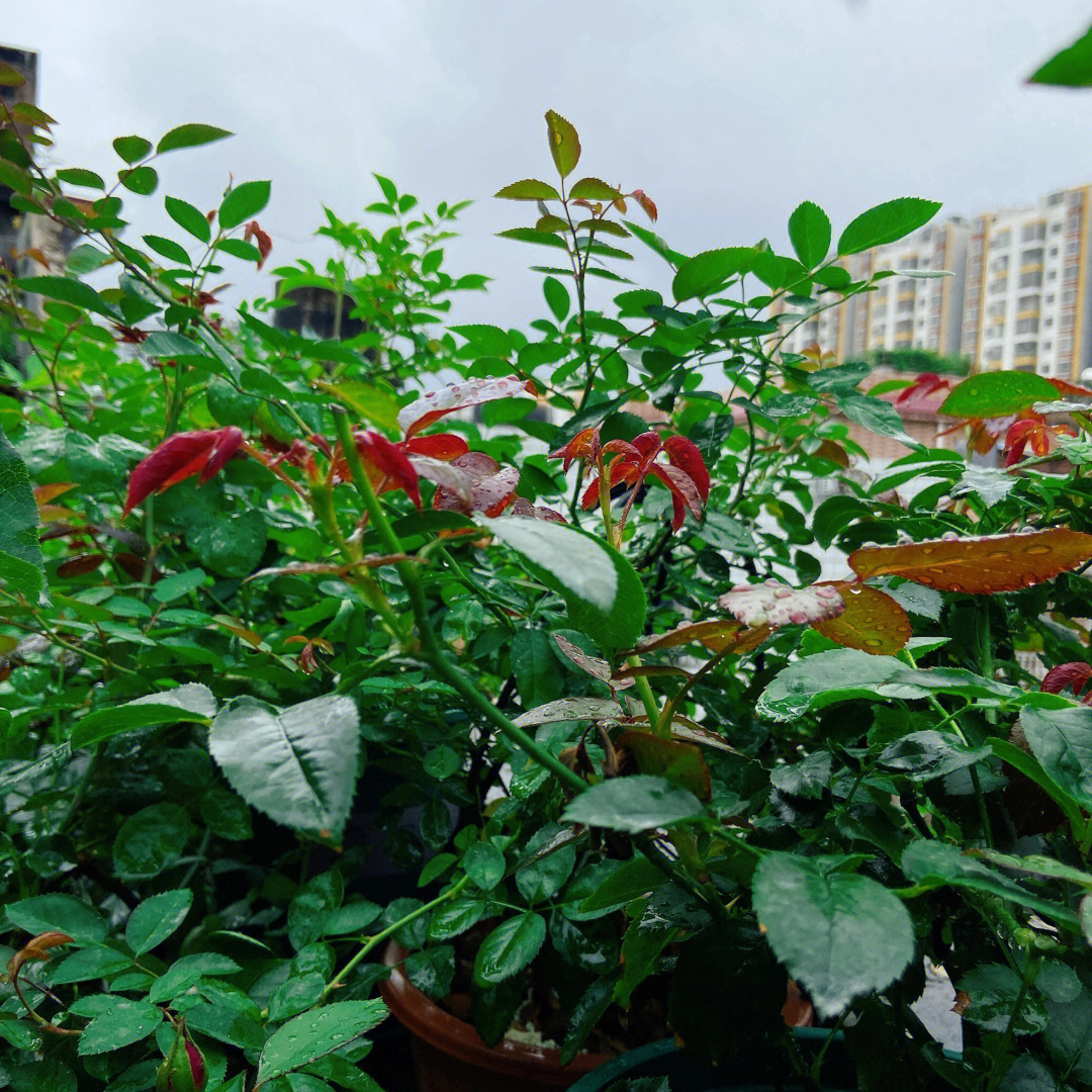 雷电暴雨带来氮肥促进新枝就是有点费肥