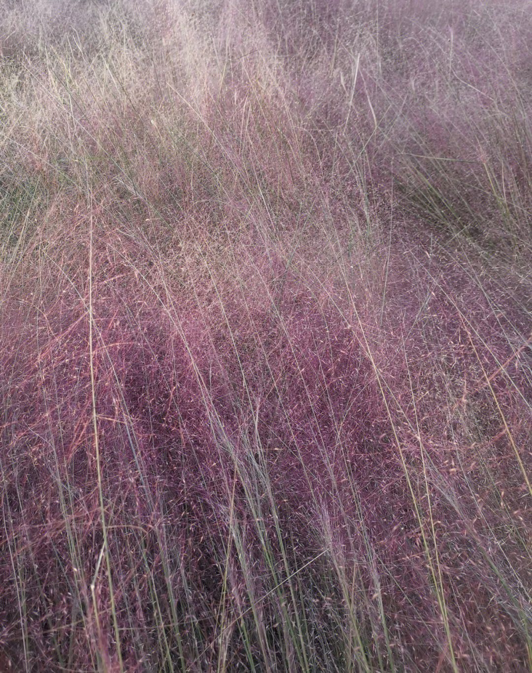 粉黛乱子草 花期图片