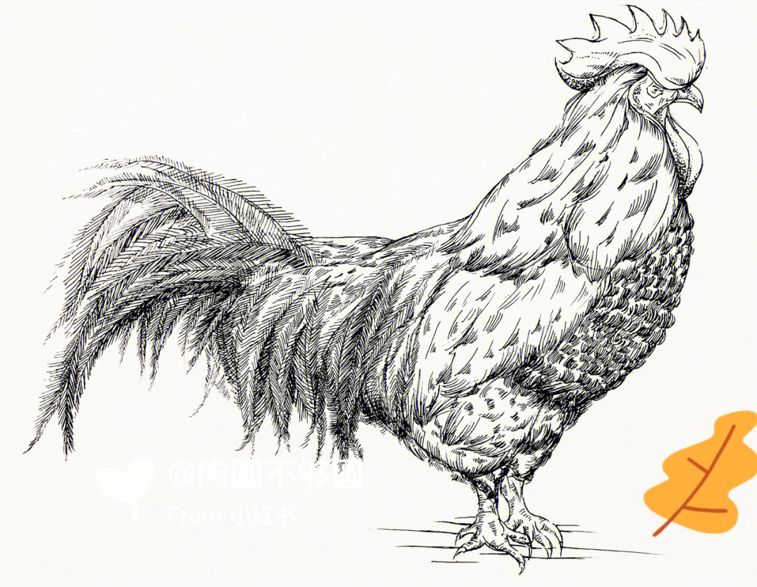 线描绘画鸡