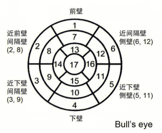 心脏17段分法图片图片