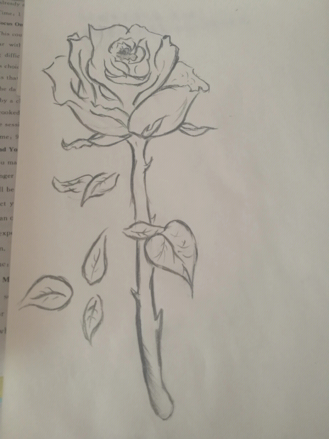 用铅笔画画 玫瑰花图片