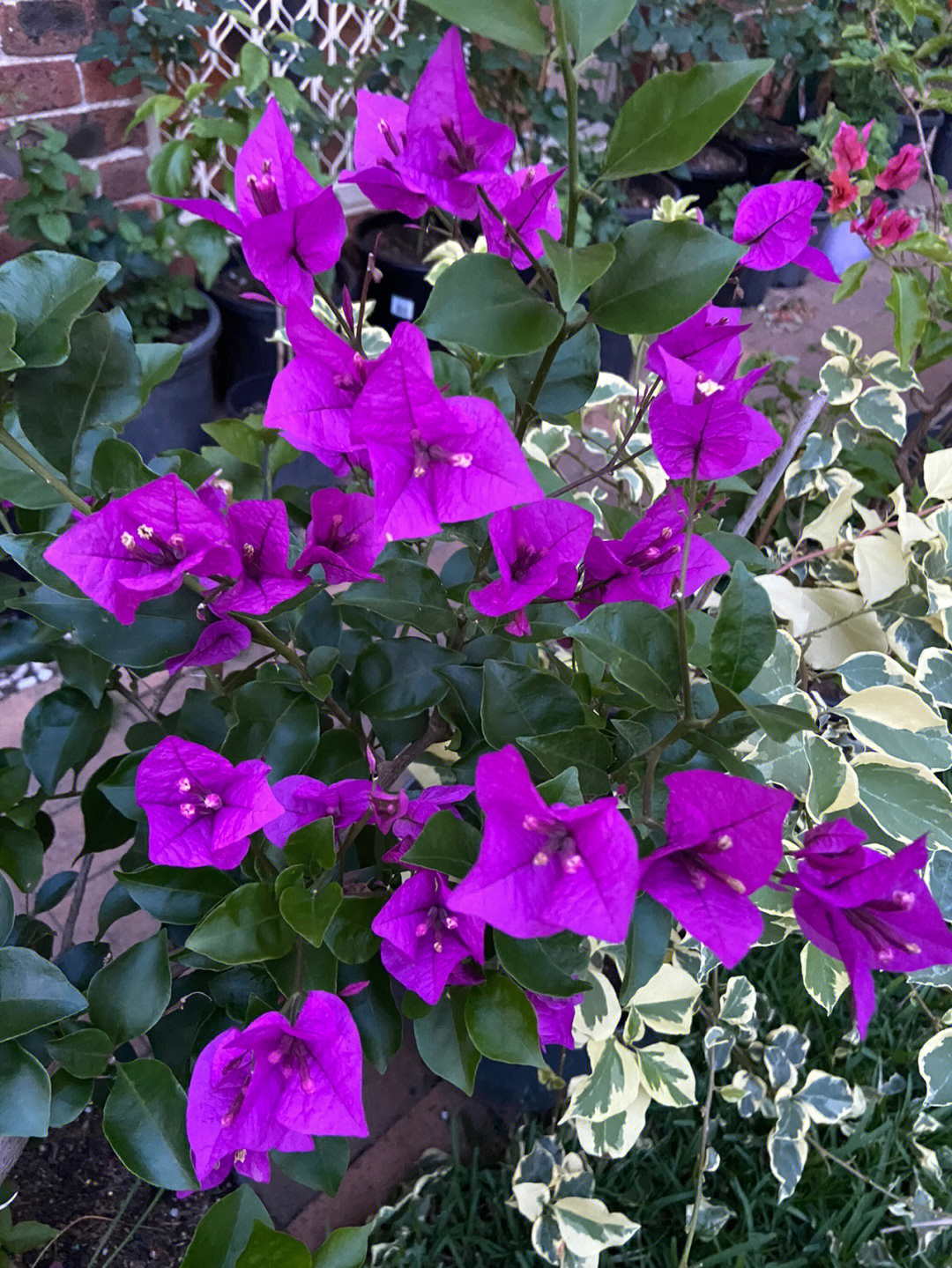 三角梅bougainvillearoyalpurple