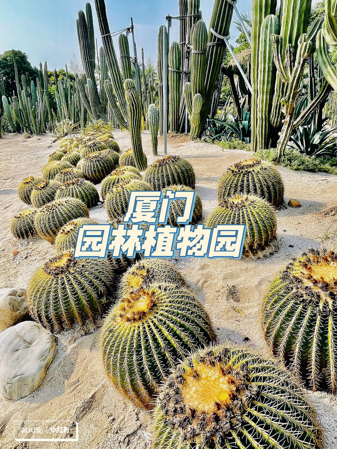 厦门植物园国防园图片