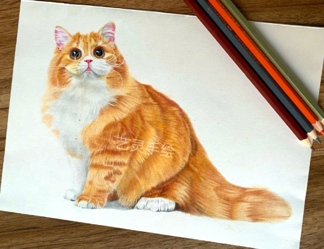 彩铅猫咪绘画过程