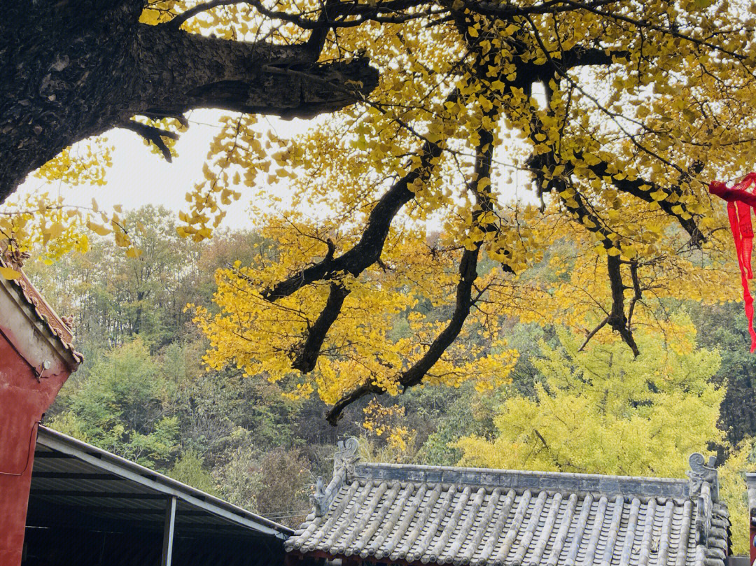 千年银杏古树文殊寺