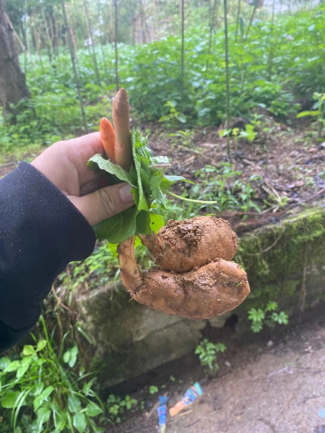 昭通小草坝野生天麻