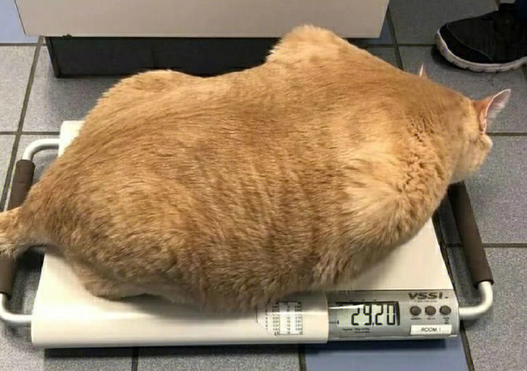 田园猫标准体重对照表图片