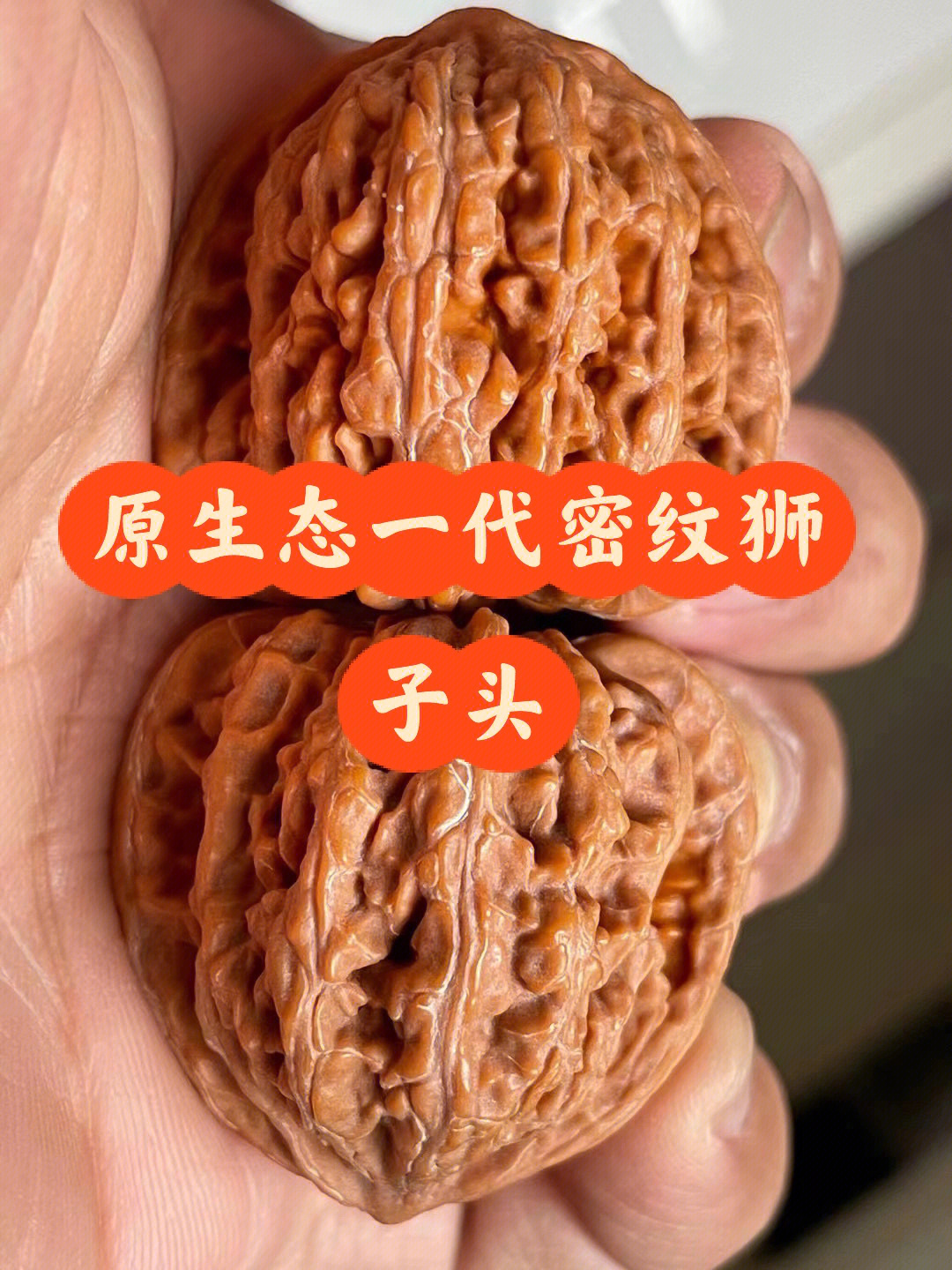 密纹狮子头特征图片