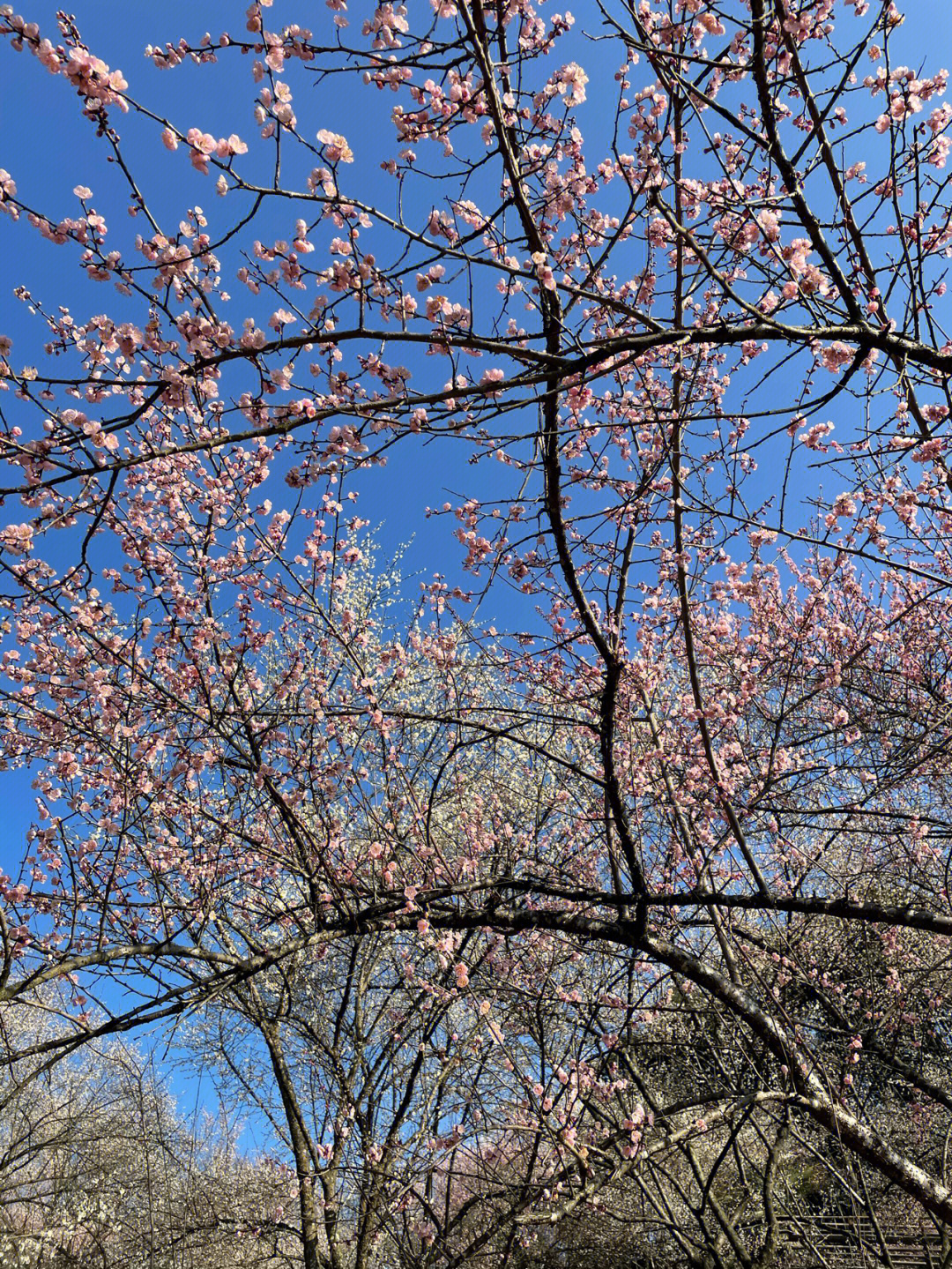 大邑大坪村乌梅花开满山头