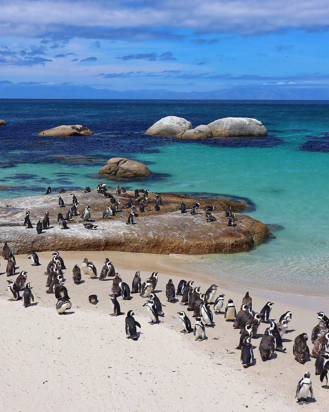 penguin colony#南非旅行#南非开普敦#企鹅