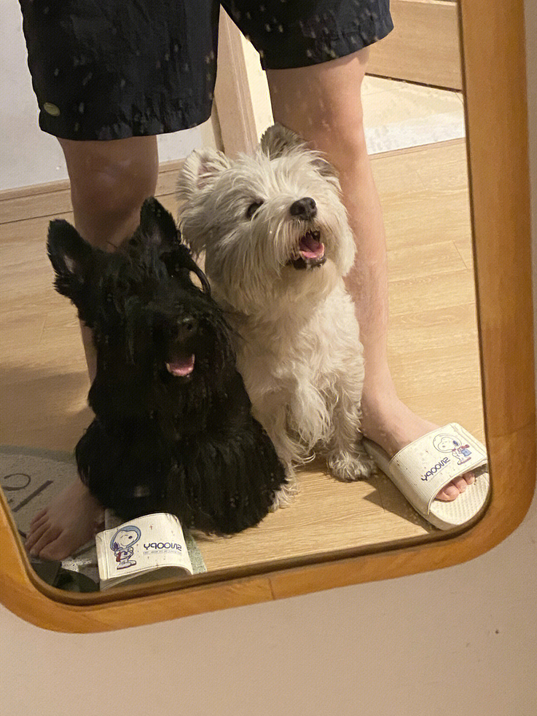 照镜子多了两只小狗