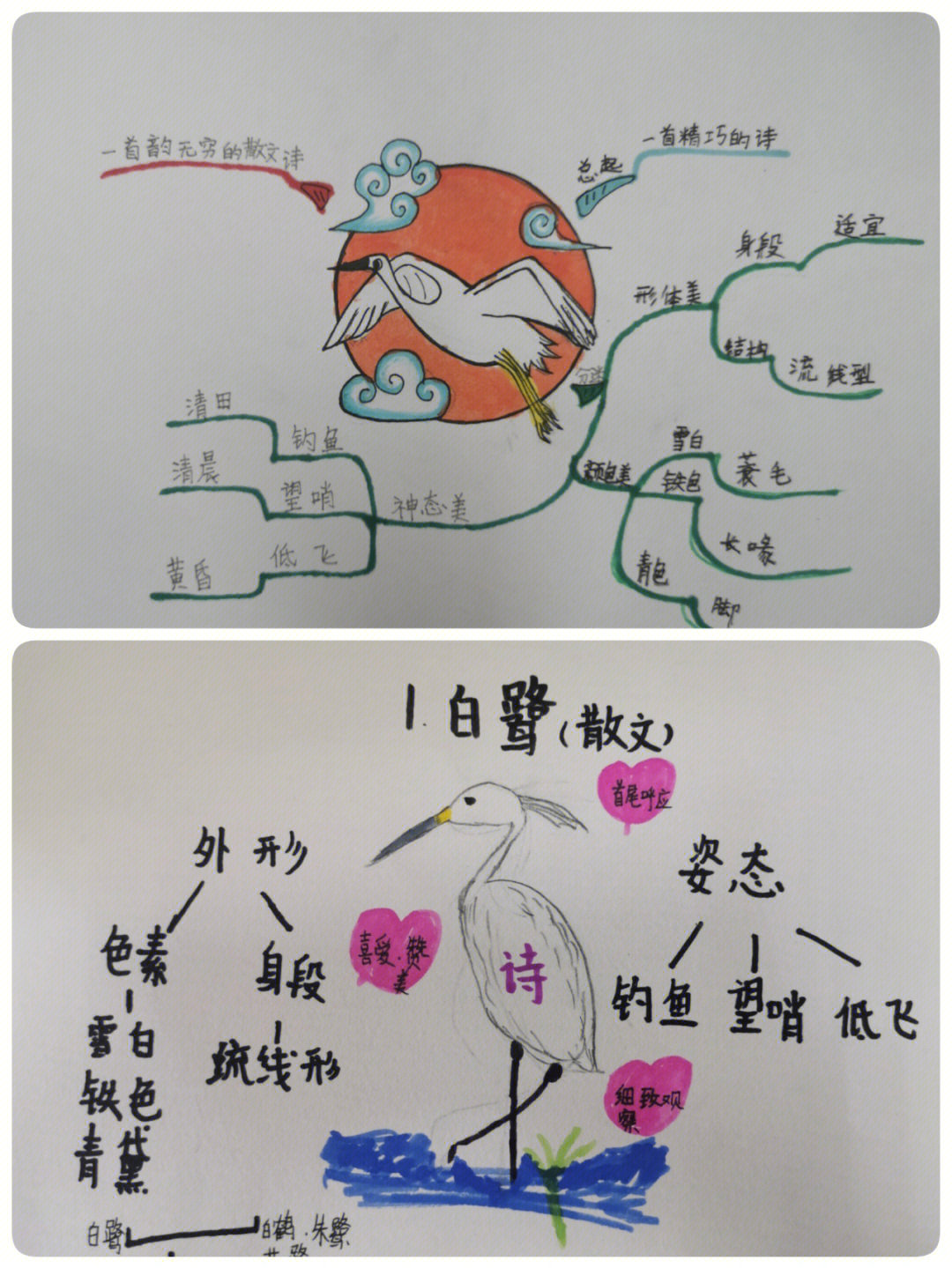 鸟儿思维导图图片