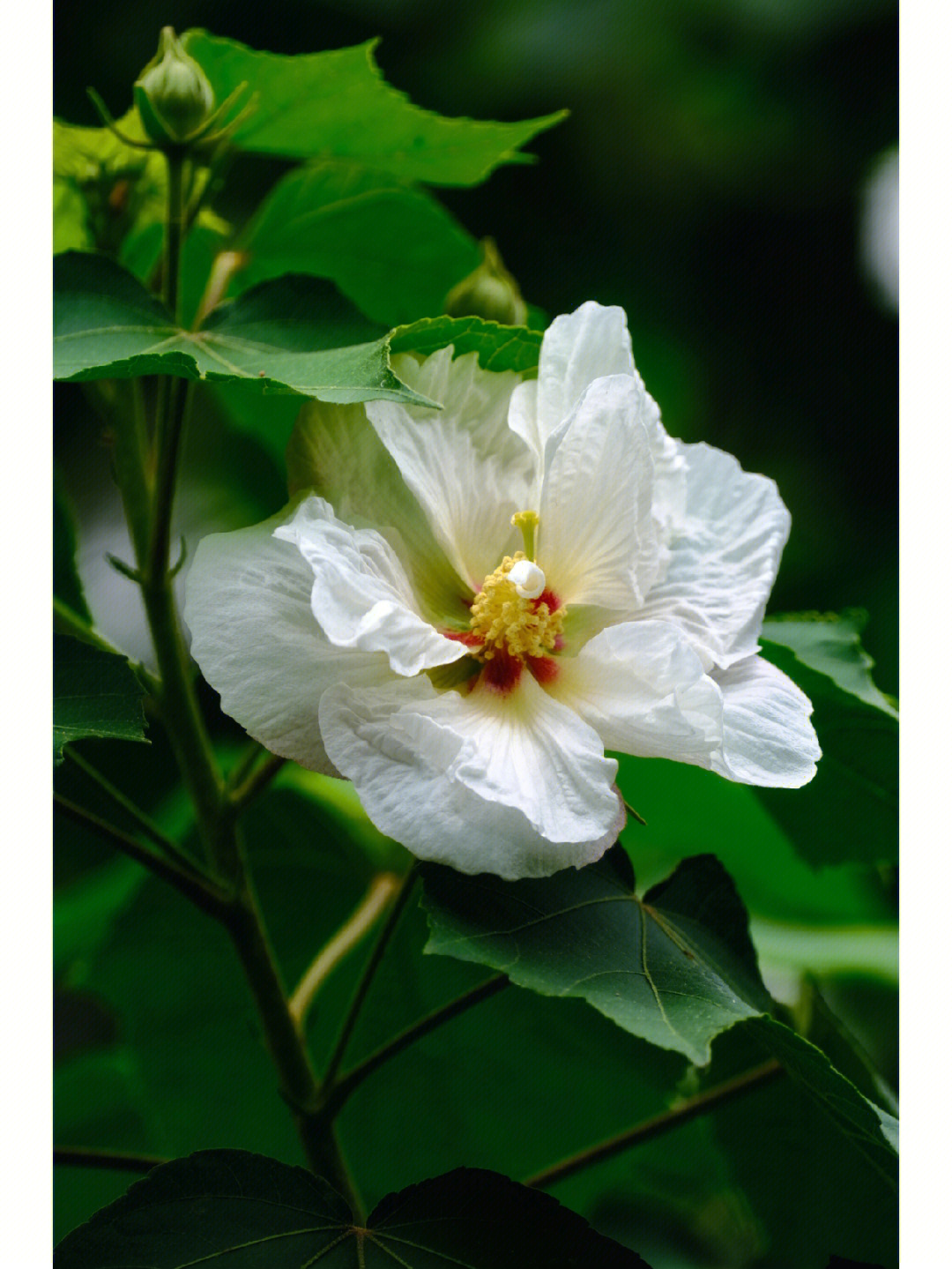 木芙蓉别名图片