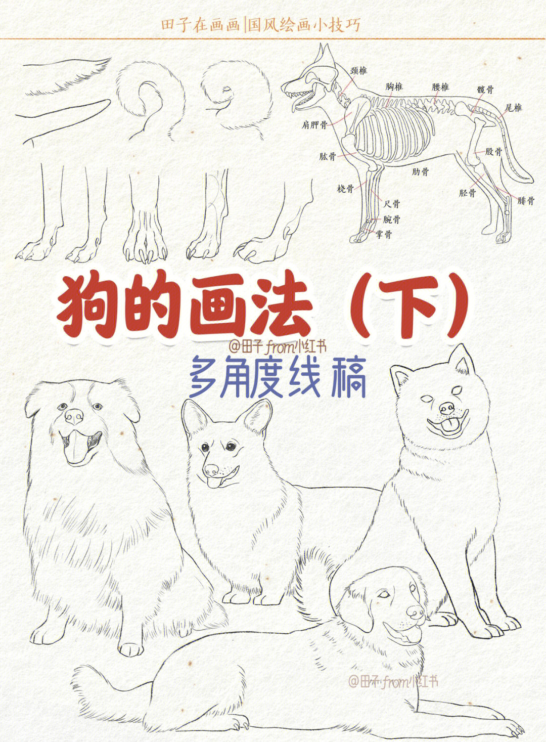 犬科动物画法图片