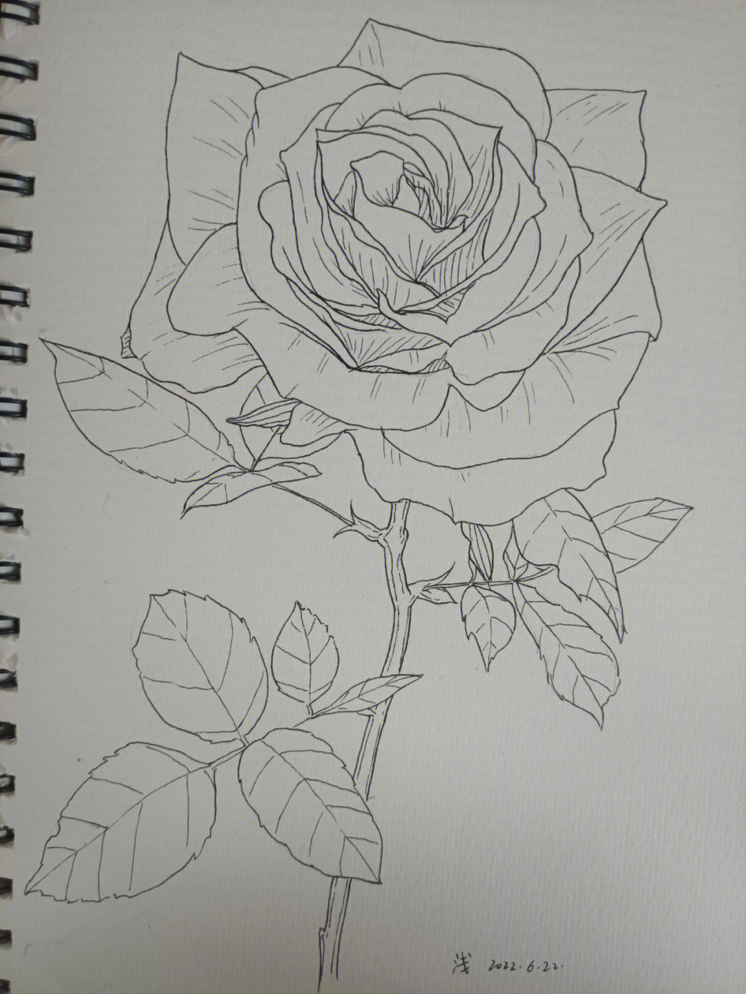 画一朵玫瑰给