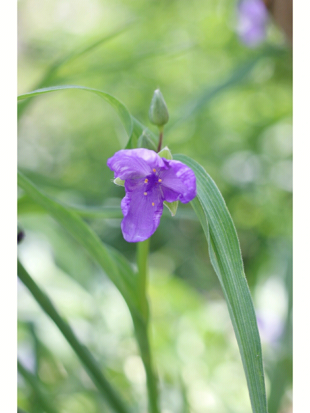 紫露草初夏的一抹紫