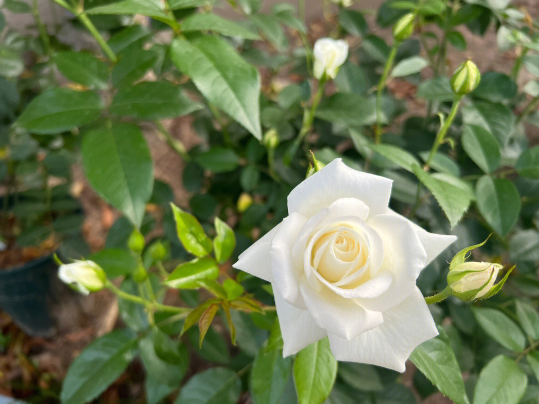 月季伊芙白雪公主图片