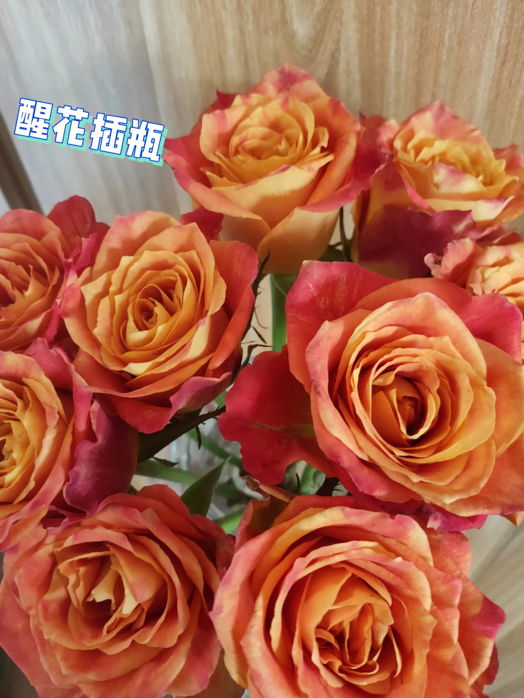 欢乐颂玫瑰 玫瑰花语图片
