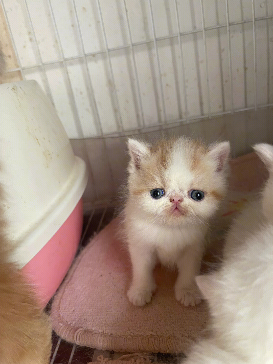 刚出生加菲猫幼崽图片图片